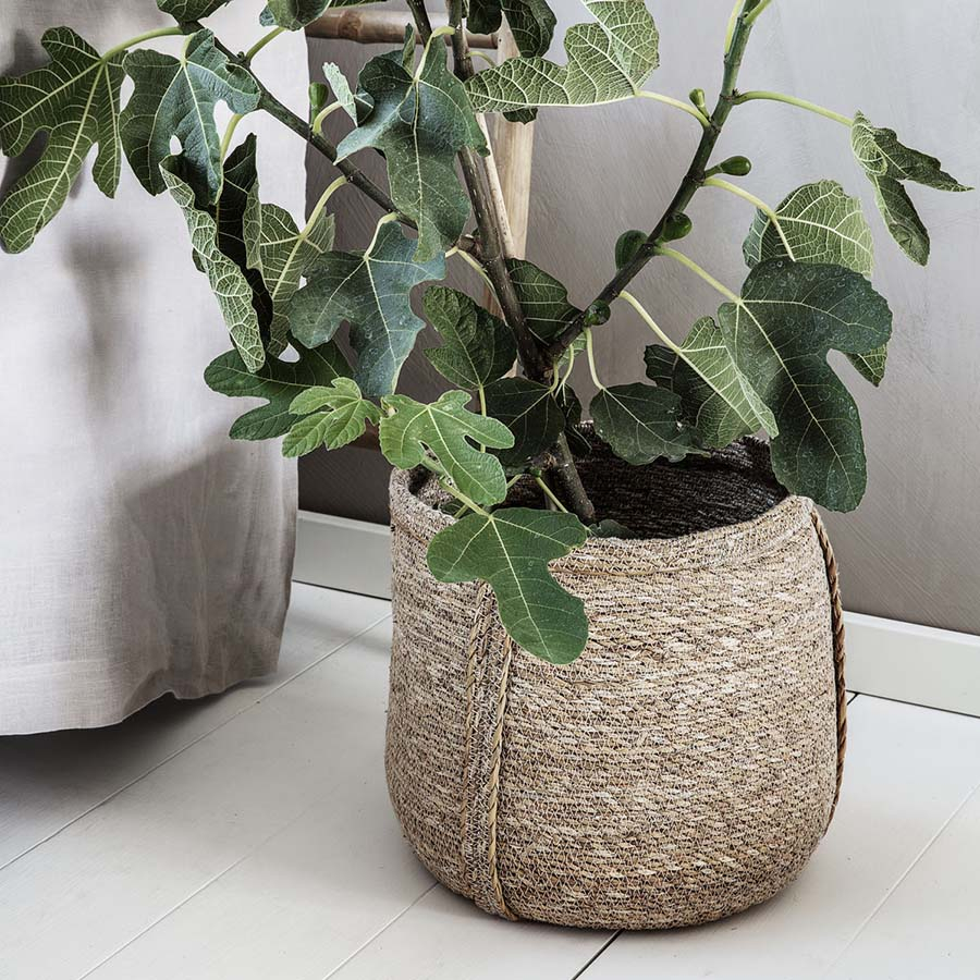 Kurv, Plant Kurv, Plant