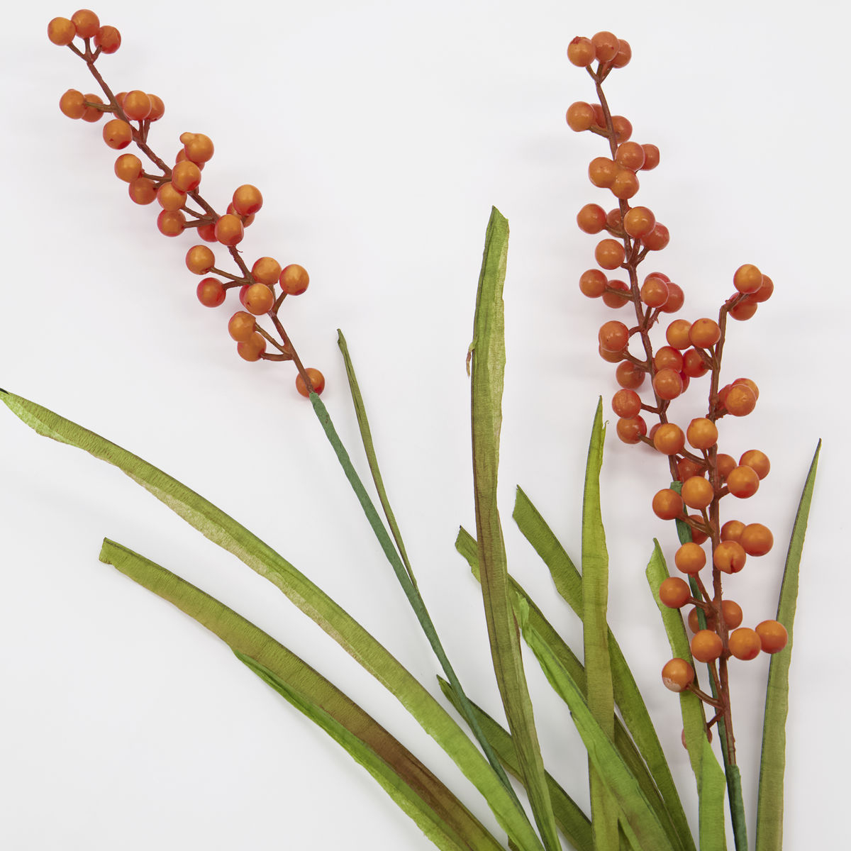 Flower, Buckthorn, Orange