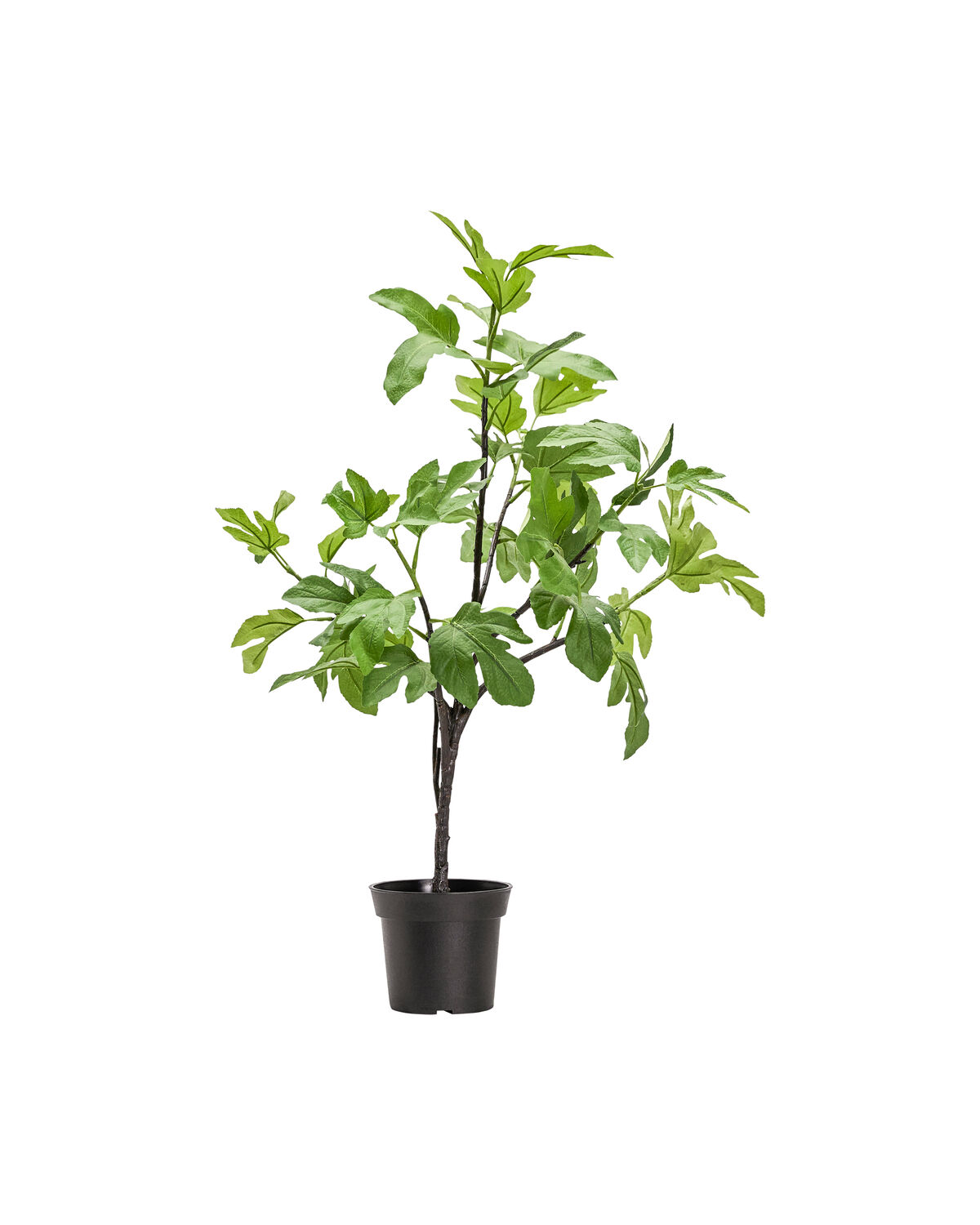 House Doctor - Kunstig plante, Fig, Green