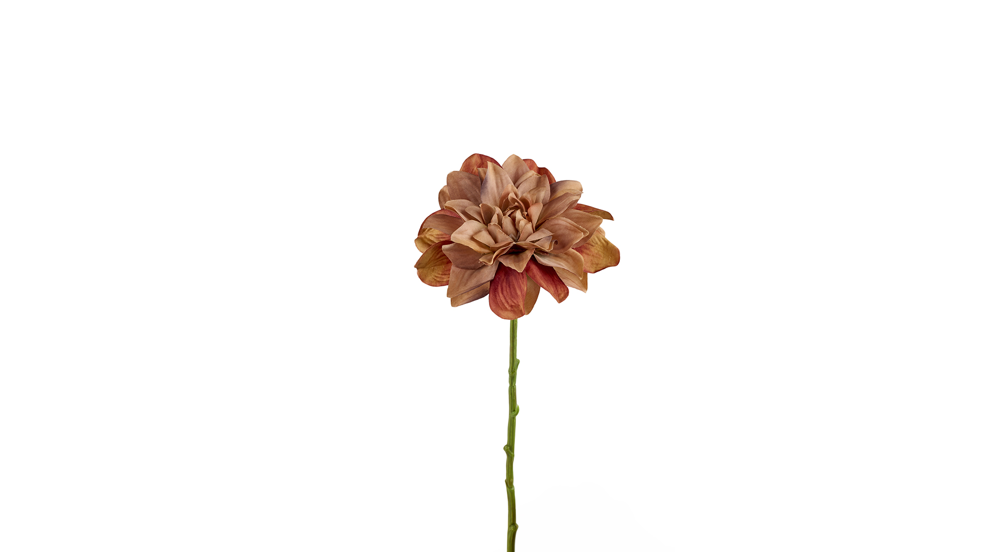 2Have - Silkeblomst Dahlia 33 cm Dust