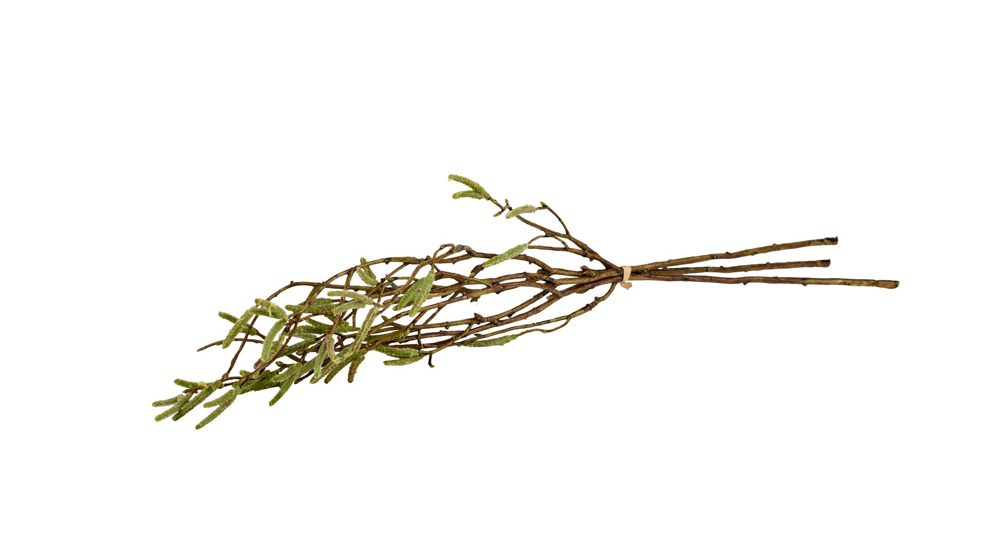 2Have - Silkeblomst Birkegren 3/Bdt. L:56 cm Grøn