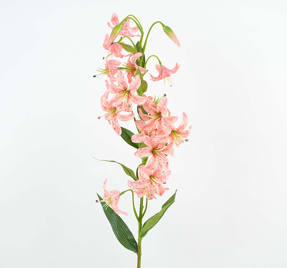 Turk's Cap Lily, 82 cm, pink