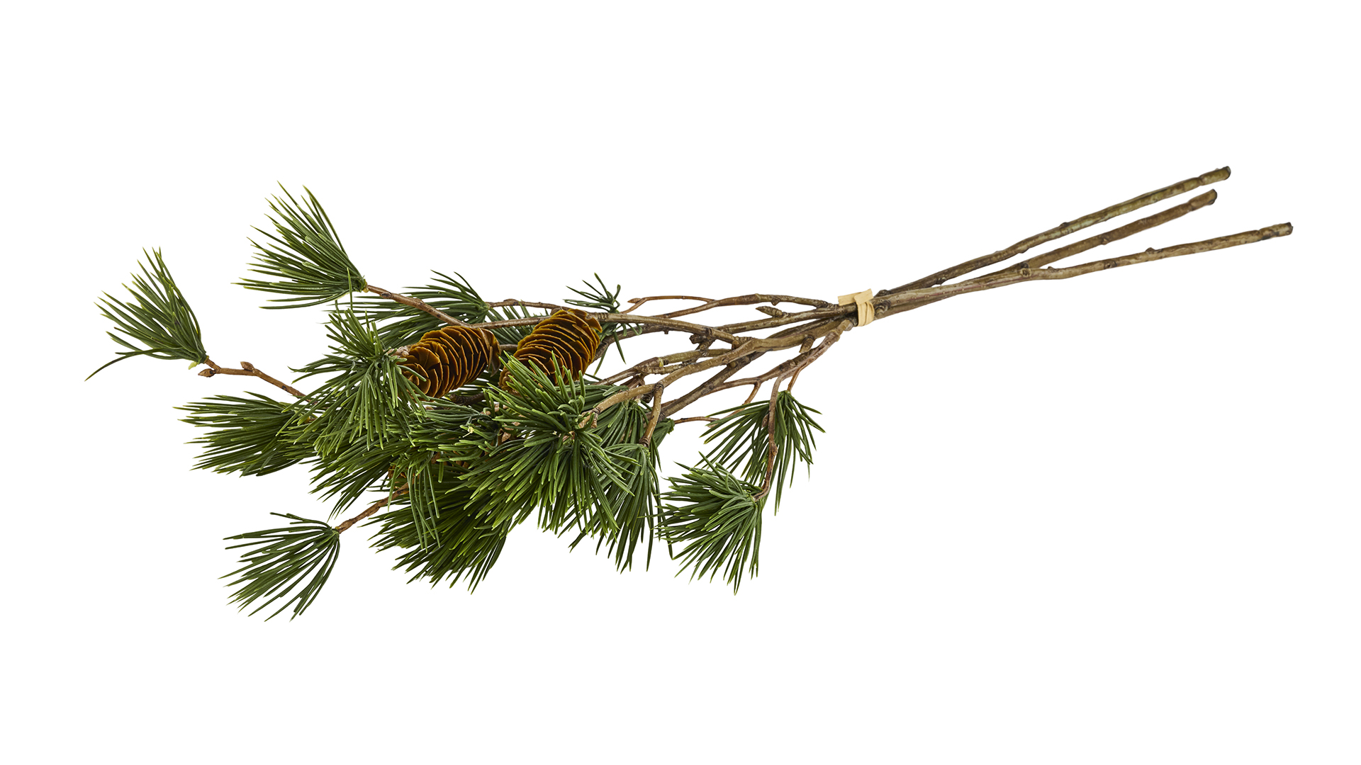Silkeblomst Pine/kogle 3 stk.L:50 cm Grøn