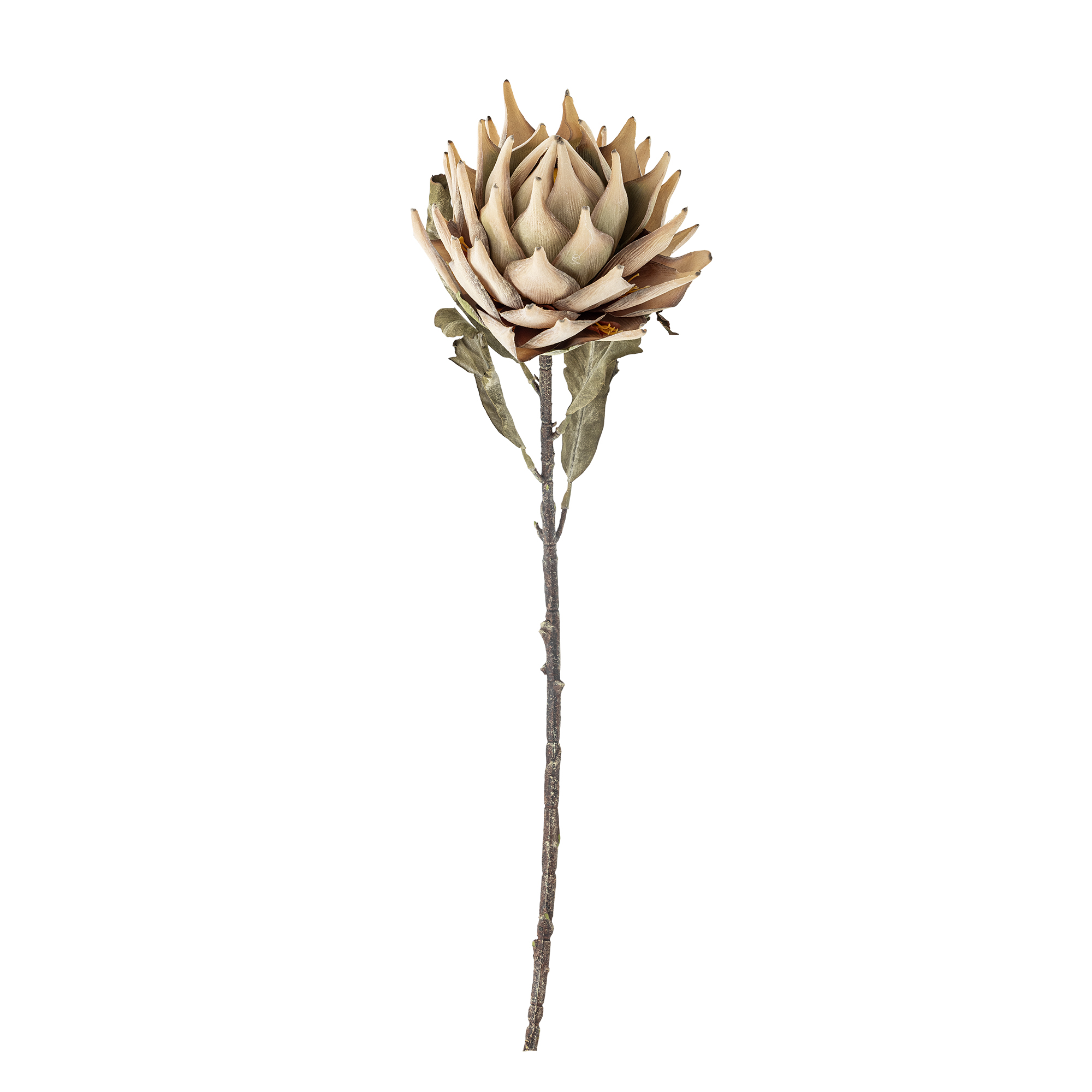 Bloomingville - Protea Stilk, Natur, Kunstige Blomster, D20xH76 cm