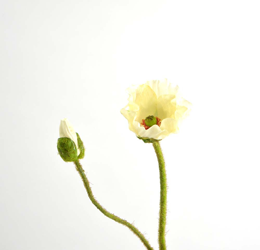Poppy, 46 cm, cream