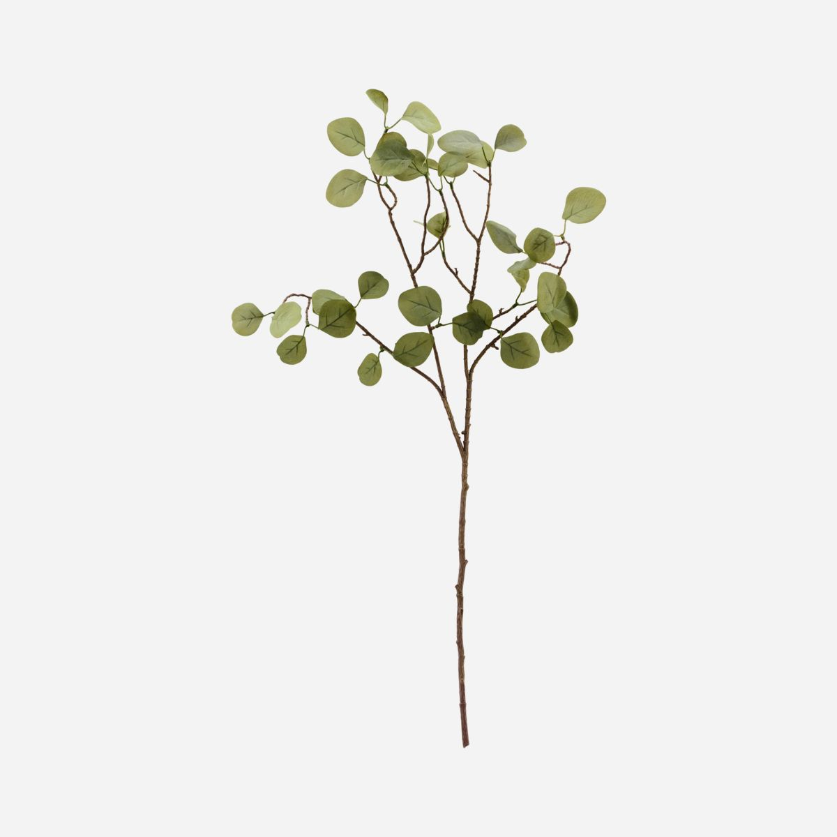 Gren, Eucalyptus, Natur H80 cm*