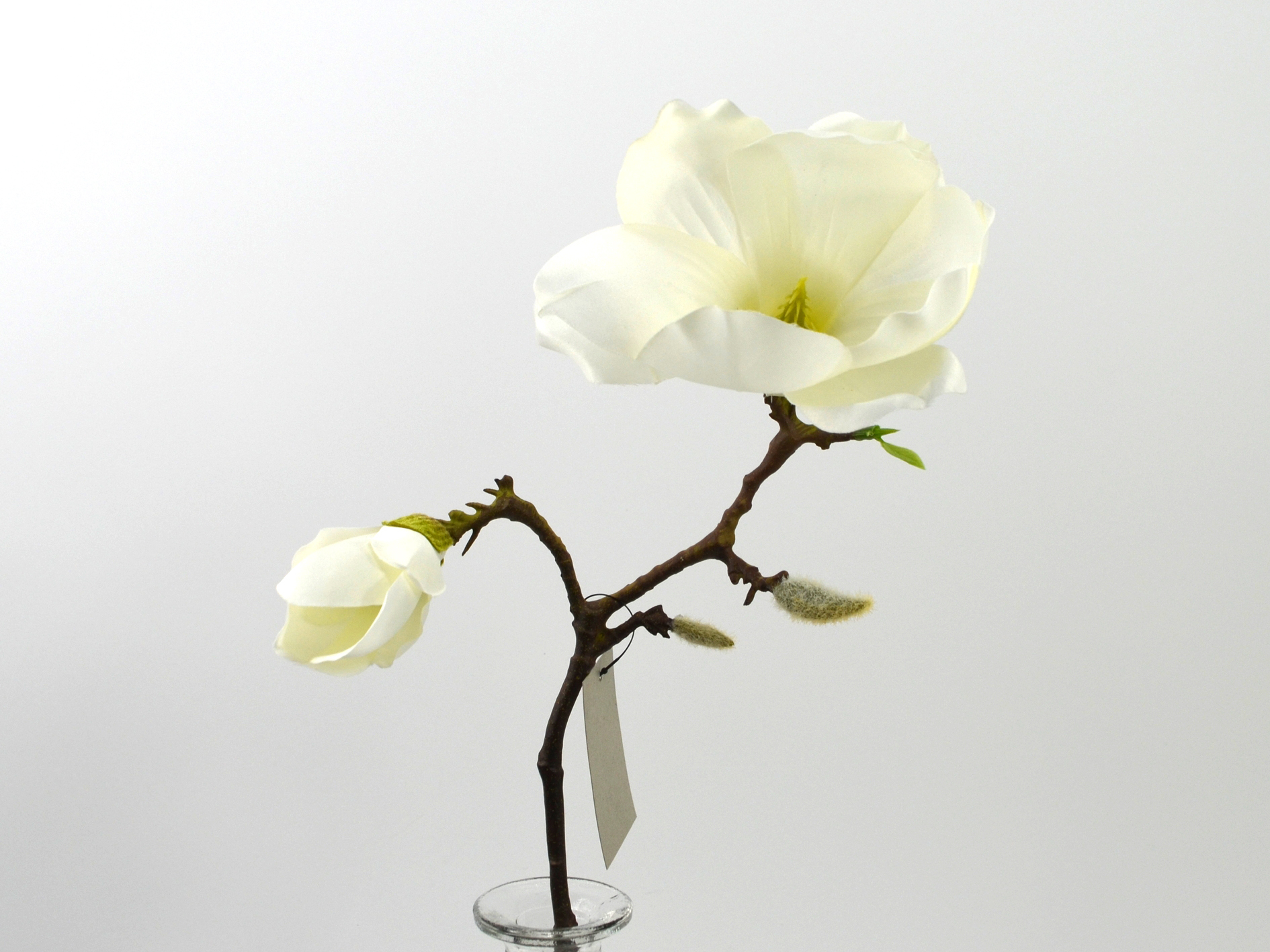 Magnolia x 4, 48 cm, creme