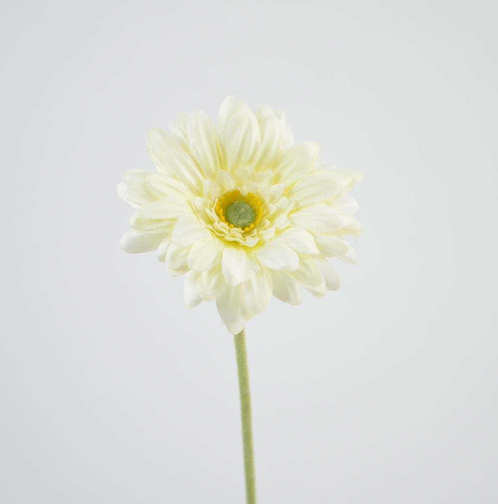 Gerbera x 1, 47 cm, cream