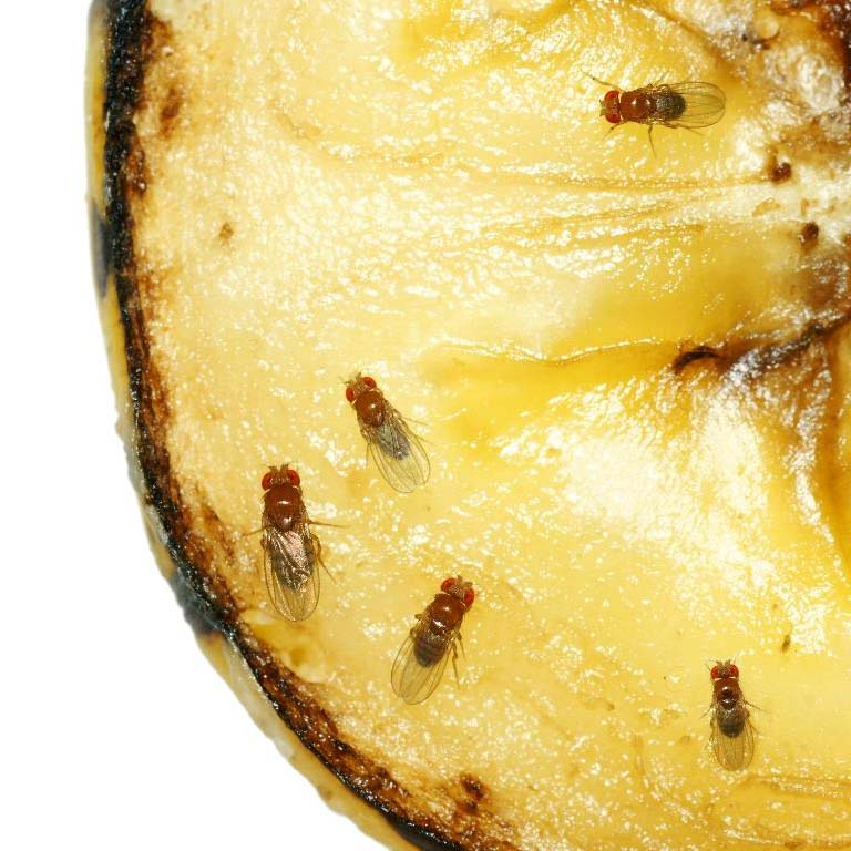 Green Protect Bananfluefælde Green Protect Bananfluefælde